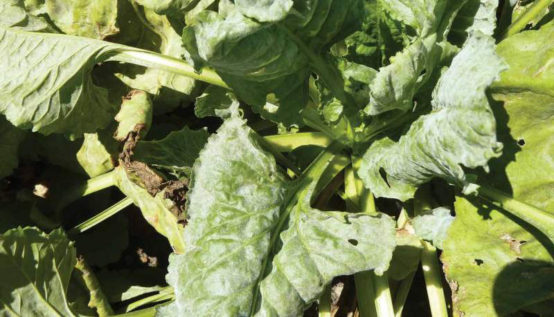 Powdery Mildew - Beet